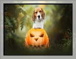 Dynia, Pies, Beagle, Halloween